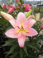 [1787 Fenice 2N No01.JPG]